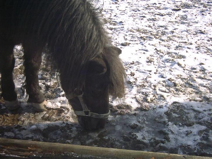 Shetlænder Dolfus billede 5