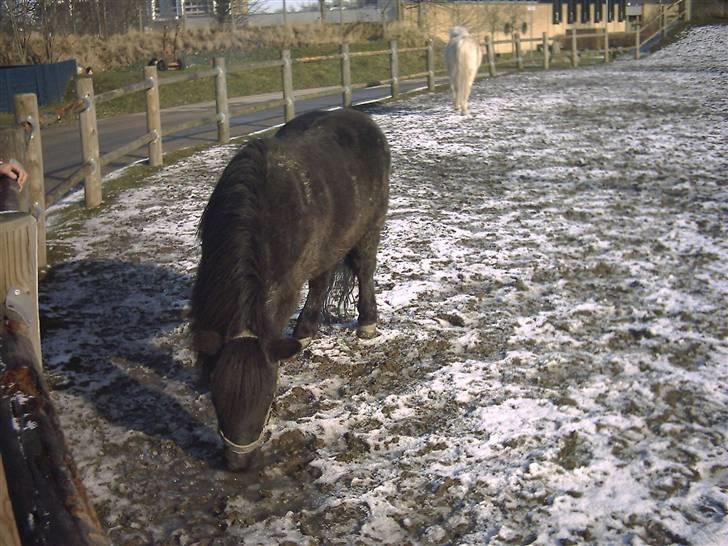 Shetlænder Dolfus billede 6