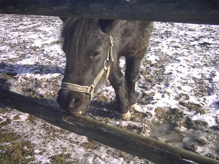 Shetlænder Dolfus billede 7