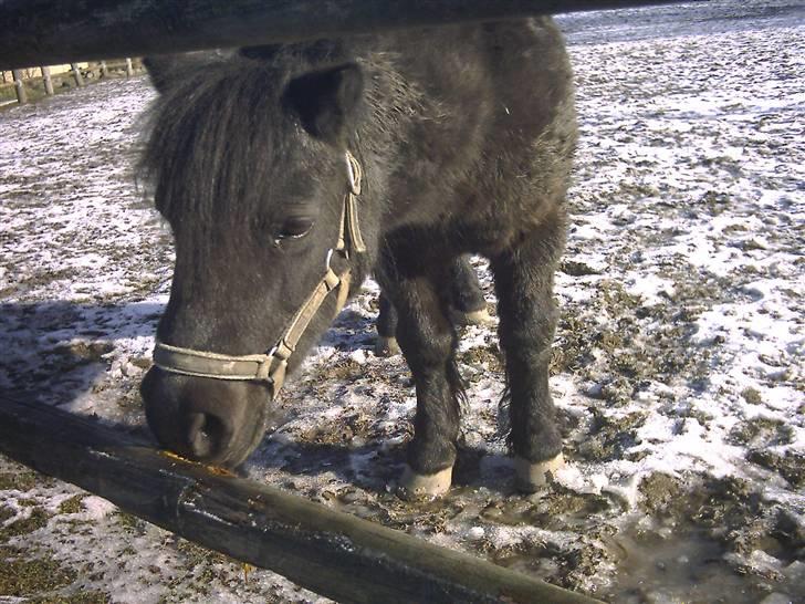 Shetlænder Dolfus billede 8