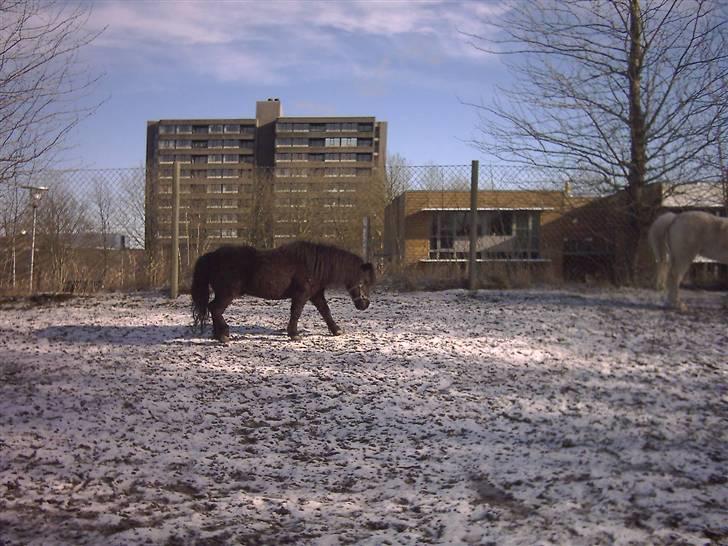 Shetlænder Dolfus billede 9