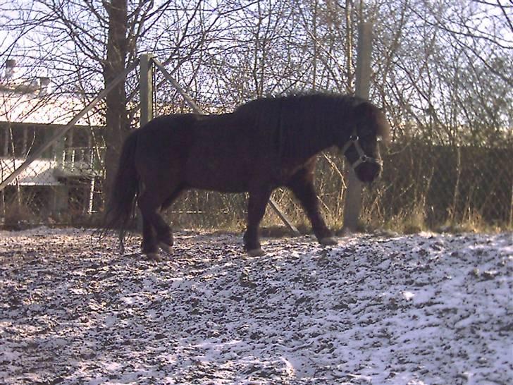 Shetlænder Dolfus billede 10