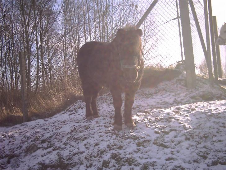 Shetlænder Dolfus billede 11