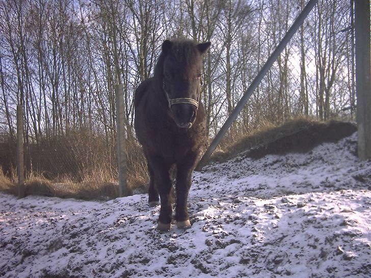 Shetlænder Dolfus billede 12