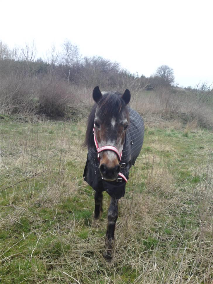 Welsh Pony af Cob-type (sec C)  Dixie R.I.P † <3 billede 16