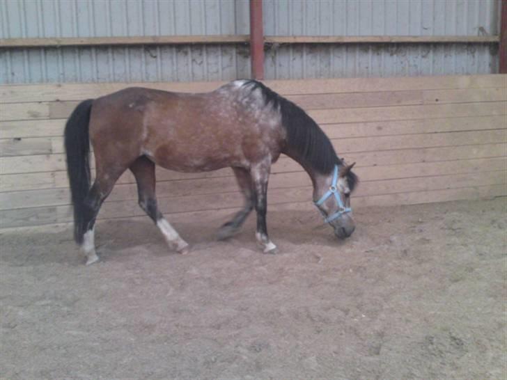 Welsh Pony af Cob-type (sec C)  Dixie R.I.P † <3 billede 18