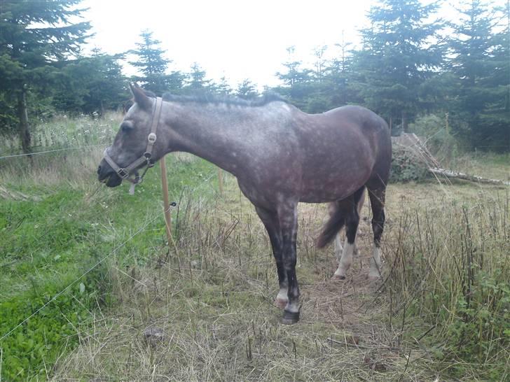 Welsh Pony af Cob-type (sec C)  Dixie R.I.P † <3 billede 19