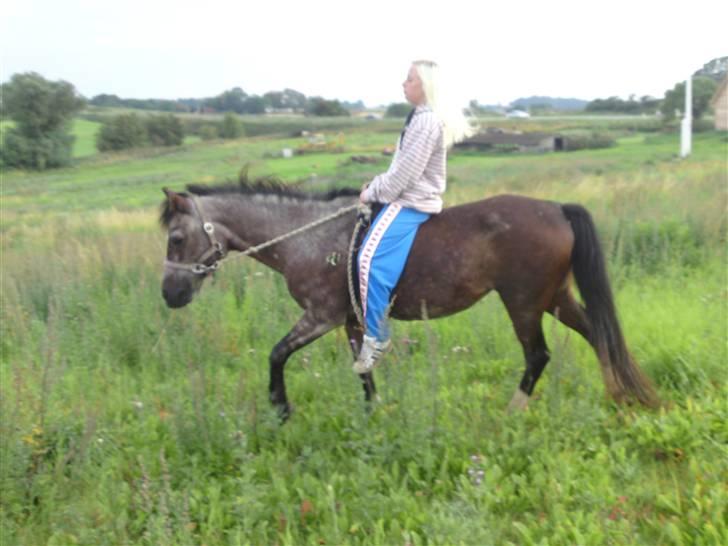 Welsh Pony af Cob-type (sec C)  Dixie R.I.P † <3 billede 20