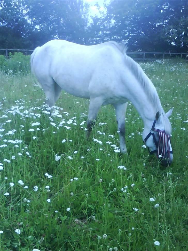 Connemara Maalings Mirabel B-PONY - Belle på sommergræs. <3 :) billede 18