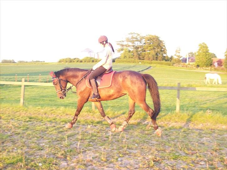 Traver Godiva pride<3 R.I.P ;( - Dressur ;D <3  billede 8