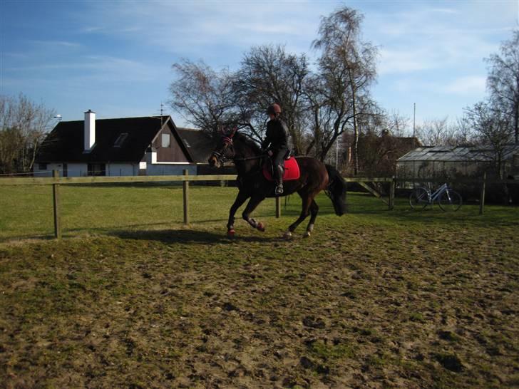 Traver Godiva pride<3 R.I.P ;( - Galop For den da! ;D  billede 9