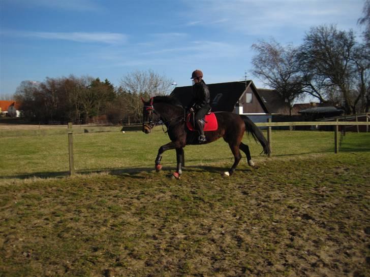 Traver Godiva pride<3 R.I.P ;( - elsker dig diva´tøs! <3 ;D  hun er så fandens smuk! <3  billede 11