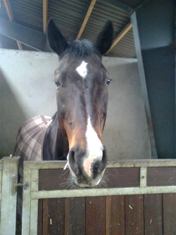 Anden særlig race Eter Solgt /: billede 1