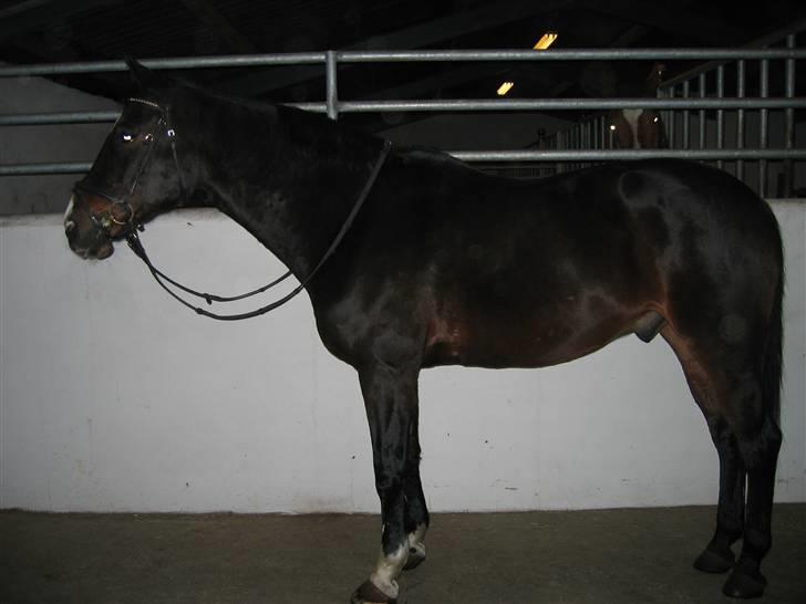 Anden særlig race Eter Solgt /: - Sådan så han ud da jeg fik ham<3 billede 2