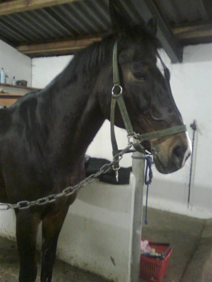 Anden særlig race Eter Solgt /: billede 3