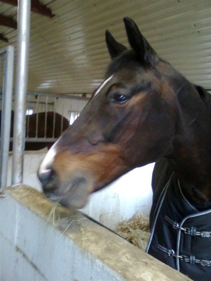 Anden særlig race Eter Solgt /: billede 5