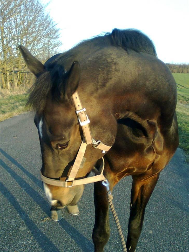 Anden særlig race Eter Solgt /: billede 6