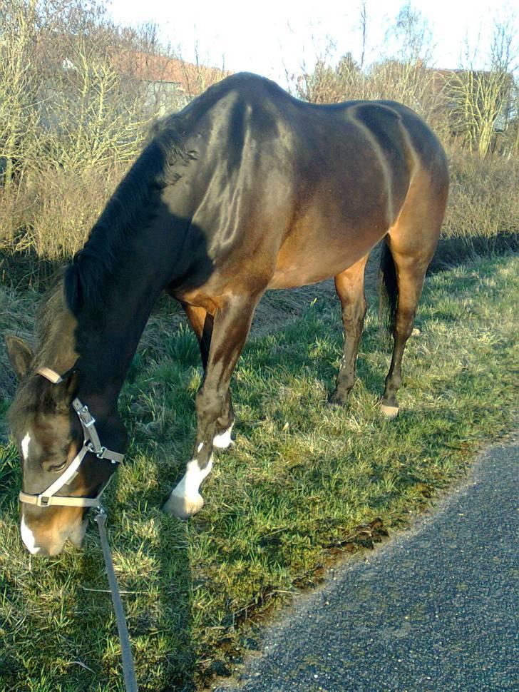 Anden særlig race Eter Solgt /: billede 7