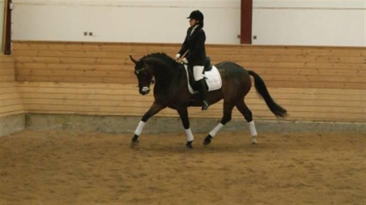 Dansk Varmblod Melissa billede 3