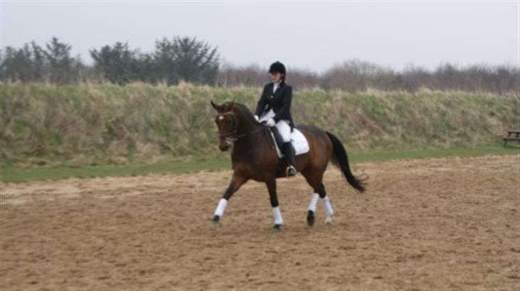 Dansk Varmblod Melissa billede 5