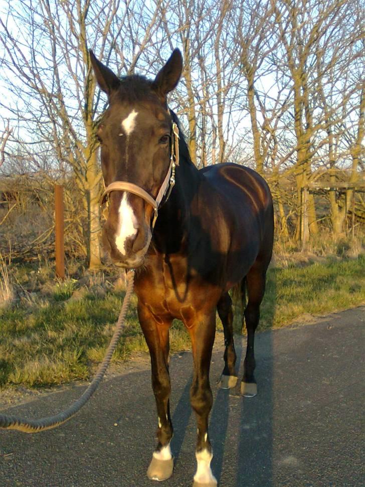 Anden særlig race Eter Solgt /: billede 8