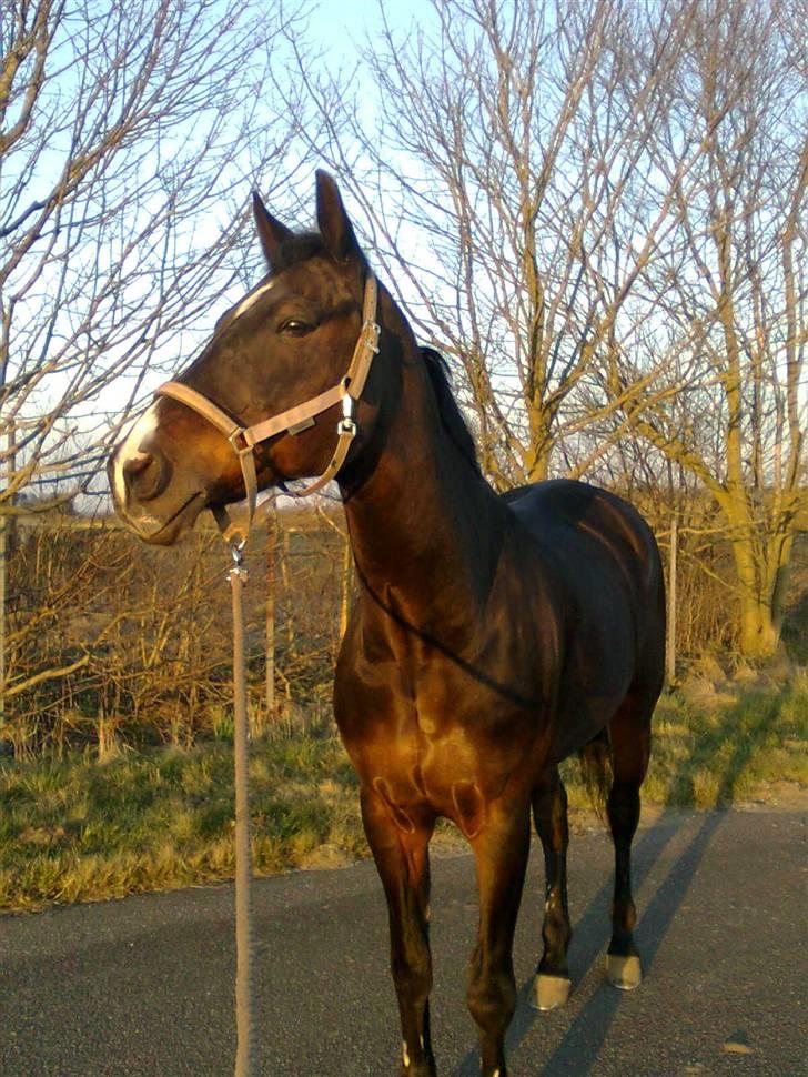 Anden særlig race Eter Solgt /: billede 9