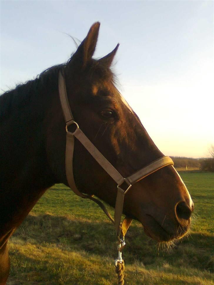 Anden særlig race Eter Solgt /: billede 10