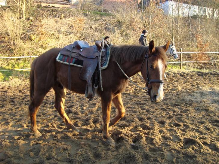 Anden særlig race Savage Fighter (Baby) billede 13