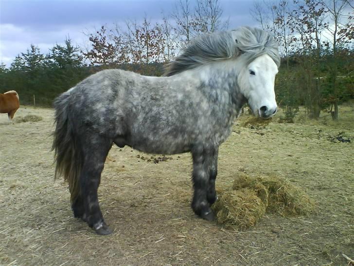 Islænder Gladur **SOLT** billede 7