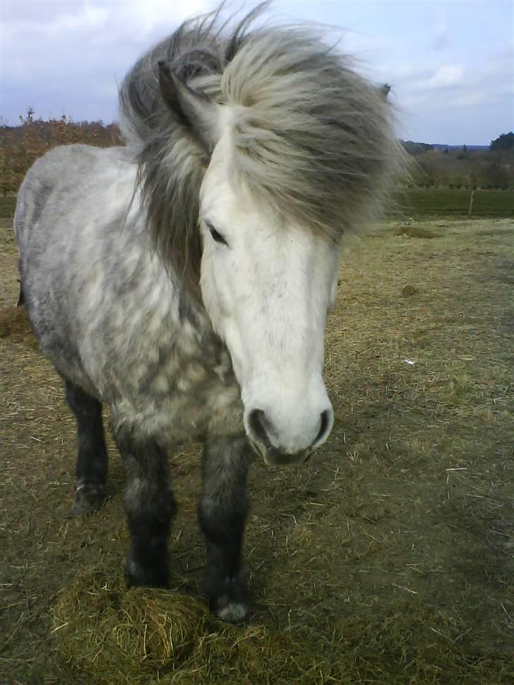 Islænder Gladur **SOLT** billede 8