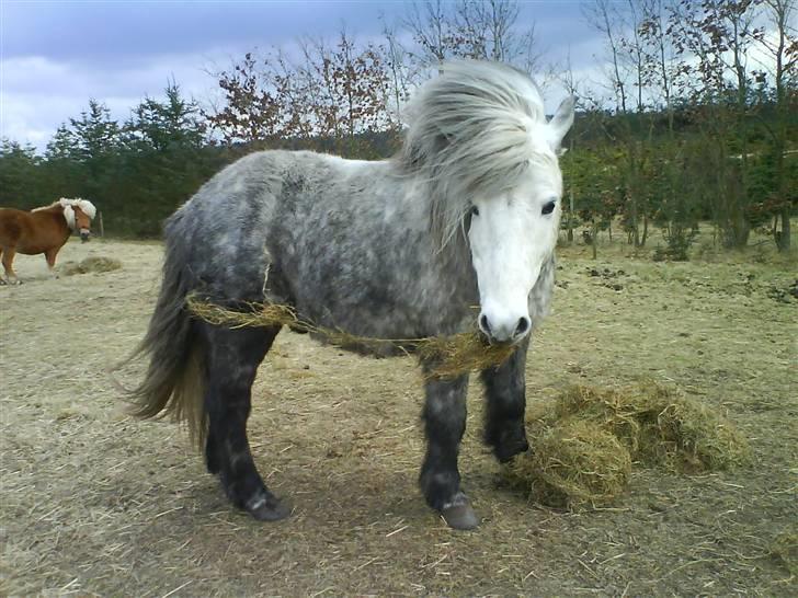 Islænder Gladur **SOLT** billede 9