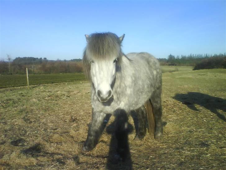 Islænder Gladur **SOLT** billede 10