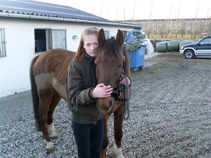 Anden særlig race G'B RIDESKOLE PONY. - © copyright. billede 7