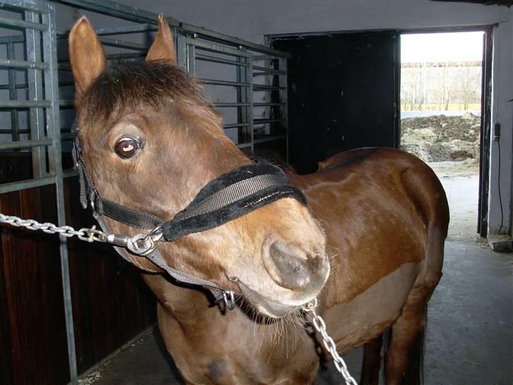 Anden særlig race G'B RIDESKOLE PONY. - © copyright. billede 8