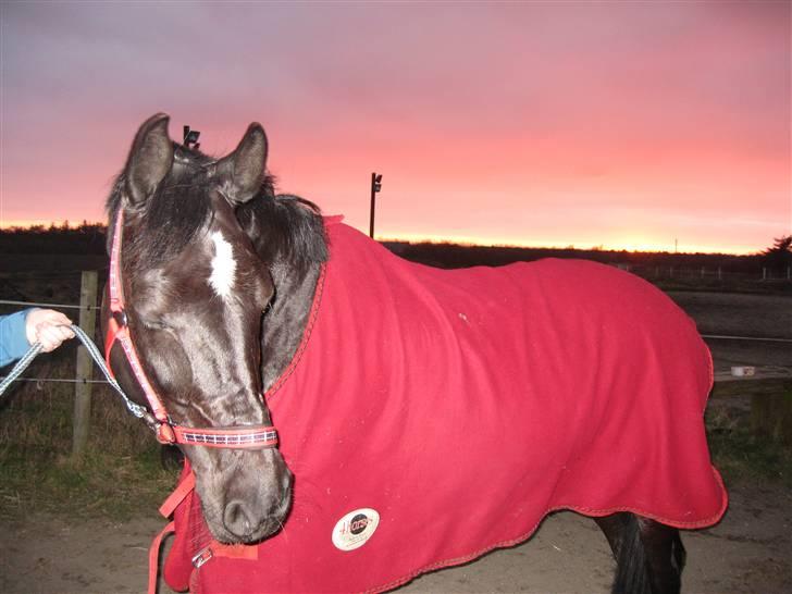 Anden særlig race Scarlet (gammel part) - Scarlet med sin flotte nye grime i den smukke solnedgang :-D billede 19