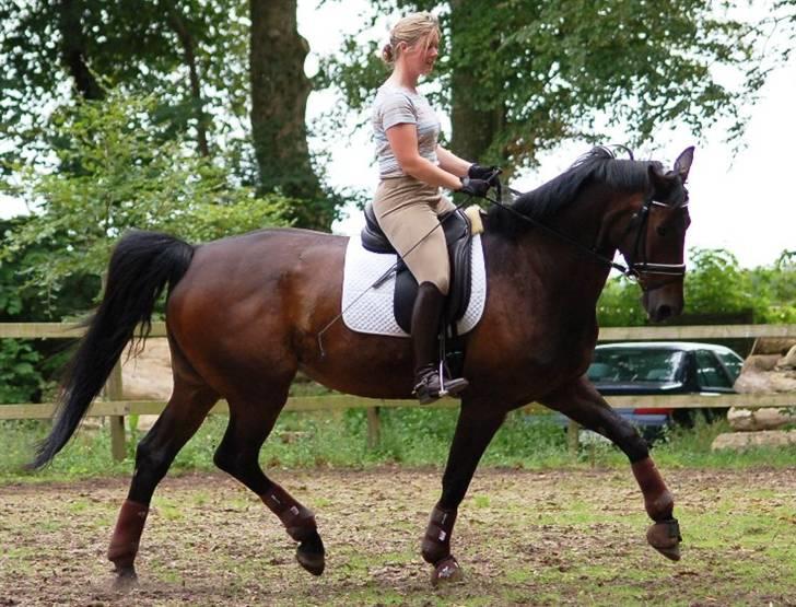 Dansk Varmblod Jakas Rodesia - sally og rodie billede 3