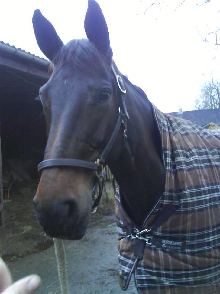 Dansk Varmblod Jakas Rodesia - Rodie på KOR billede 9