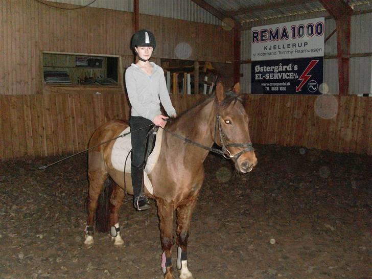 Anden særlig race G'B RIDESKOLE PONY. - © copyright. billede 9