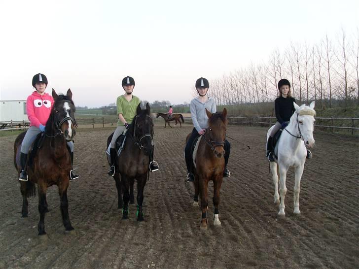 Anden særlig race G'B RIDESKOLE PONY. - © copyright. billede 10