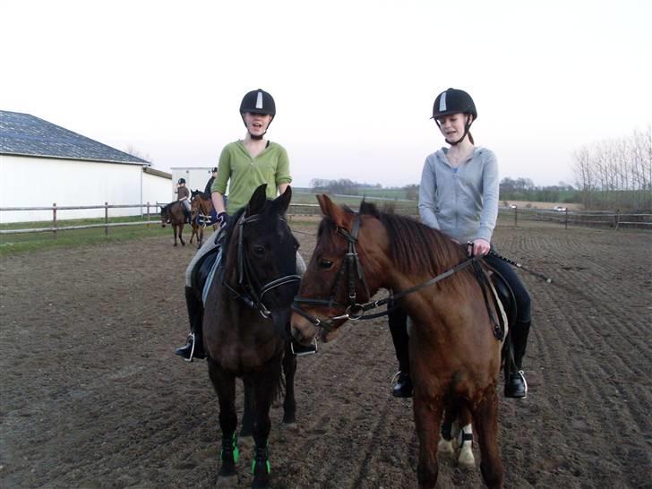 Anden særlig race G'B RIDESKOLE PONY. - © copyright. billede 11