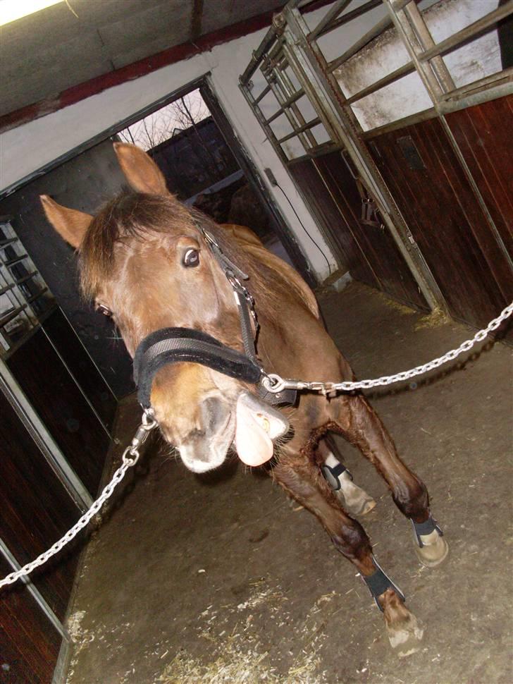 Anden særlig race G'B RIDESKOLE PONY. - © copyright. billede 12