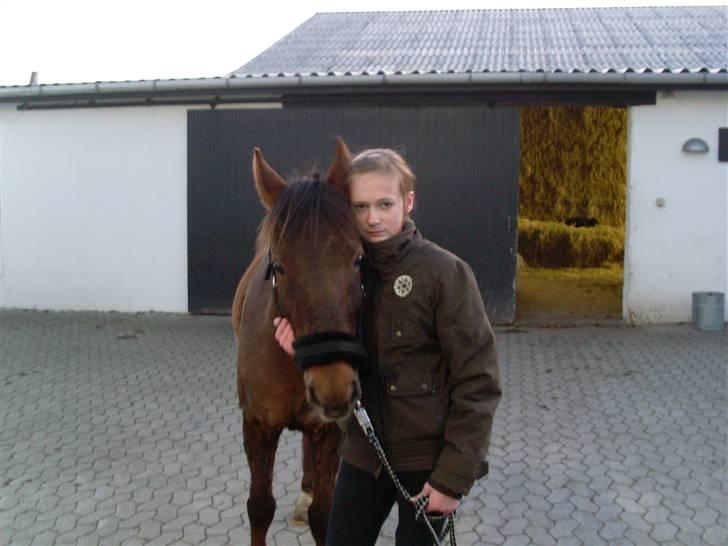 Anden særlig race G'B RIDESKOLE PONY. - © copyright. billede 13