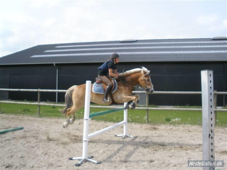 Haflinger Kong Fu - d. 21-05-09 Futte & jeg springer 110 Foto: Sara billede 16