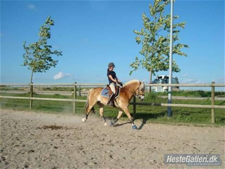 Haflinger Kong Fu - d. 23-05-09 dressurtræning på Kongen :D Foto: søster (Ida) billede 17