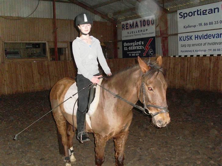 Anden særlig race G'B RIDESKOLE PONY. - © copyright. billede 14