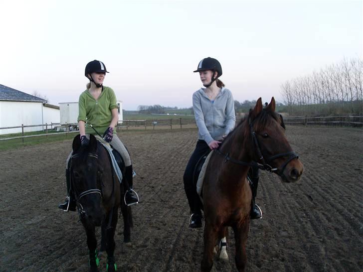 Anden særlig race G'B RIDESKOLE PONY. - © copyright. billede 15