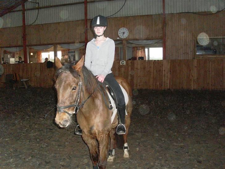 Anden særlig race G'B RIDESKOLE PONY. - © copyright. billede 16