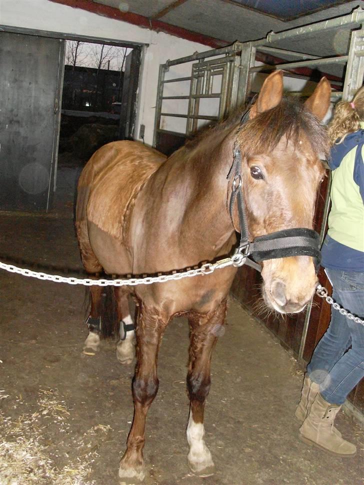 Anden særlig race G'B RIDESKOLE PONY. - © copyright. billede 17