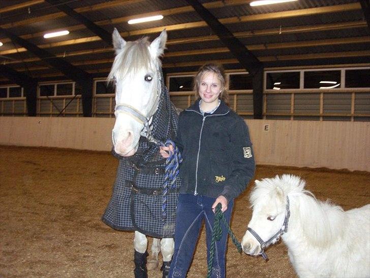 Hollandsk Sportspony  JUANOS (JOENS) <3 - I er de bedste der findes <3 billede 7