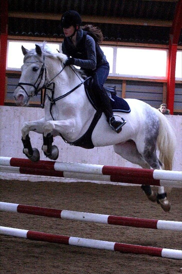 Hollandsk Sportspony  JUANOS (JOENS) <3 - Spring Januar 2011foto: Nian Schølz billede 1